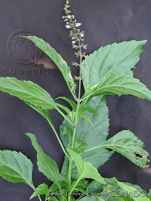 PTL1644%20Ocimum%20micranthum.jpg.nyfquY30MX2DcyVhQA3g0JtbmFja29CbnFuZ3NAbXJ6LGtwZwA.8zWNpP2lWm