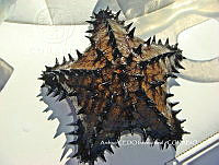 NBA0052 Nidorellia armata.JPG