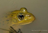 MASM07381 Lithobates spectabilis.jpg