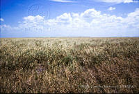 FGM2030 San Fernando, Tamulipas.JPG