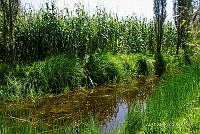 3R 01373 Zea mays.jpg