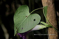 Ayotox 0953 Ipomoea indica.jpg