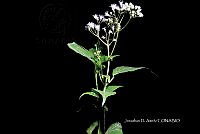 Hueyap 0427 Bartlettina sp..jpg