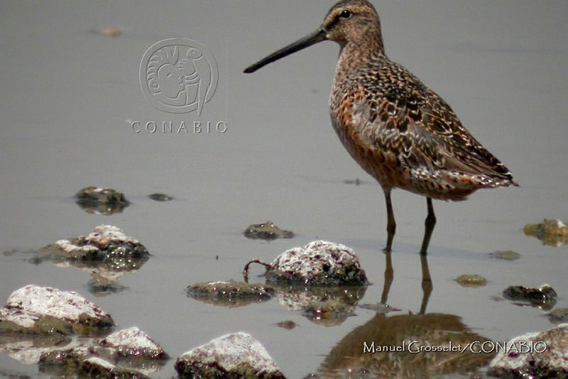 MGaves%201106%20Limnodromus%20scolopaceus.jpg.oCit0pL0MXEhgUFhQA3g0JtbmFja29CbnFuZ3NAbXJ6LGtwZQA.TJgBO4b2 T