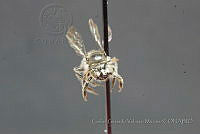 CGVM1152 Calliopsis hondurasica.jpg