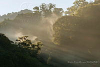 CFO02 El Triunfo, Chiapas.JPG