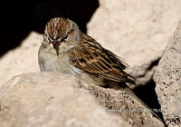 IE003 0037 Spizella passerina.jpg
