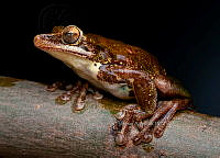 VHJA 0026 Charadrahyla altipotens.jpg