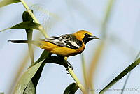 CNS0458 Icterus cucullatus.jpg