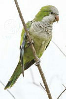 MASM07197 Myiopsitta monachus.jpg