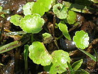 JRBBFM026-120 Hydrocotyle mexicana.jpg