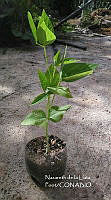 ZG012 0010 Vigna unguiculata.jpg