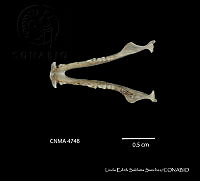 LESS 0341 Anoura geoffroyi lasiopyga.JPG