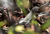 AAKVDH 0269 Callisaurus draconoides.JPG