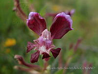ASSA035 Cuphea lanceolata.jpg
