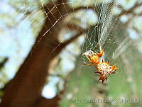 EGP0057 Micrathena gracilis.jpg