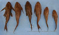 LEAdA049 Pterygoplichthys pardalis.jpg
