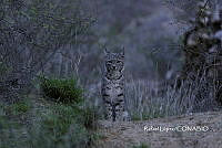 MN6F0031 Lynx rufus.jpg