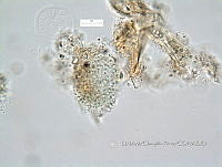 KT016 0001 Aphanocapsa sp..jpg