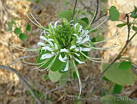 SHSM0006 Bauhinia divaricata.jpg