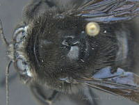 JAMR156 Bombus macgregori.jpg