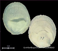 KT014 0477 Crepidula plana.JPG