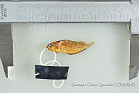 SGQ3373 Labrisomus multiporosus.jpg