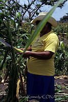 DK1098 Zea mays.jpg