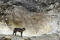 CNS1317 Canis lupus.jpg