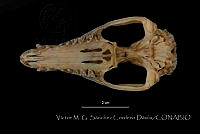 VMS-CD0030 Didelphis virginiana.JPG