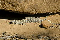 VHL0513 Sceloporus poinsettii.jpg