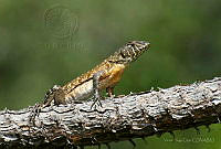 VHL0515 Sceloporus utiformis.jpg