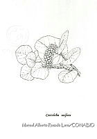 MARL0186 Coccoloba uvifera.jpg