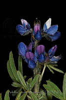 ALM067 Lupinus aschenbornii.jpg