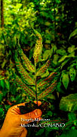 JF092 0951 Asplenium abscissum.jpg