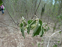 MRG-2017-418A Croton alamosanus (MRG-10ago17-b).JPG