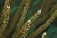 IDG1568 Acropora sp..jpg