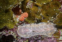 NE018 0052 Stenoplax.jpg