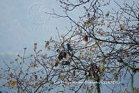LEMH041 Cyanocitta stelleri.JPG