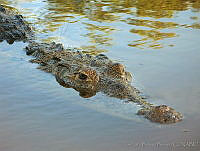 HBB0201 Crocodylus acutus.jpg