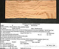 CMyFO 00990 Alnus jorullensis ssp. jorullensis.JPG