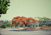 FGM3256 Delonix regia.JPG