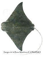 SRM0078 Rhinoptera steindachneri.jpg