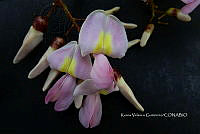 Yolox 3011 Gliricidia sepium.jpg
