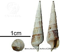 KT014 0863 Terebra lucana.JPG