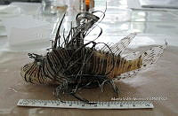 HE009 P 1552 Pez león asiático.JPG