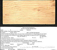 CMyFO 00008 Pinus patula.JPG