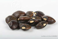 IMDOC2552 Phaseolus lunatus.jpg