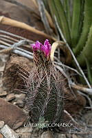3R 01262 Thelocactus bicolor.jpg