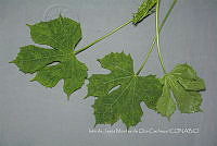 IMDOC4468 Cnidoscolus aconitifolius.jpg